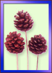 Madhu Flowers is a Manufacturer, Exporter and Supplier of  Dried Exotics from India, Kolkata
