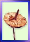 Madhu Flowers is a Manufacturer, Exporter and Supplier of  Dried Exotics from India, Kolkata