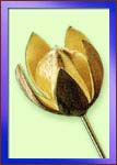 Madhu Flowers, India is an  Indian Dried Exotics Manufacturer, Dried Exotics Exporter and Dried Exotics Supplier 