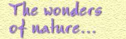 Dry flowers, Dried Flowers, Exotics Flower, Potpourri from India