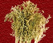 Madhu Flowers is a Manufacturer, Exporter and Supplier of  Dried Leaves Item, Dried Grasses Item from India, Kolkata