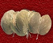 Madhu Flowers is a Manufacturer, Exporter and Supplier of  Dried Leaves Item, Dried Grasses Item from India, Kolkata