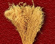 Madhu Flowers is a Manufacturer, Exporter and Supplier of  Dried Leaves Item, Dried Grasses Item from India, Kolkata