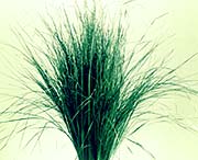 Madhu Flowers is a Manufacturer, Exporter and Supplier of  Dried Leaves Item, Dried Grasses Item from India, Kolkata