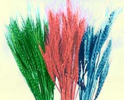 Madhu Flowers is a Manufacturer, Exporter and Supplier of  Dried Leaves Item, Dried Grasses Item from India, Kolkata