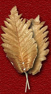 Madhu Flowers is a Manufacturer, Exporter and Supplier of  Dried Leaves Item, Dried Grasses Item from India, Kolkata