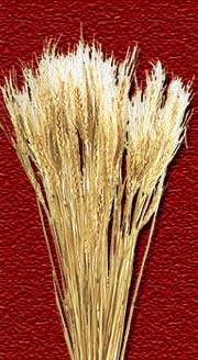 Madhu Flowers is a Manufacturer, Exporter and Supplier of  Dried Leaves Item, Dried Grasses Item from India, Kolkata